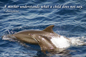 Dolphin Quotes and Sayings