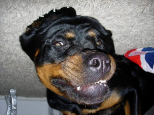 Two Funny Rottweiler Baby Wallpapers And Pictures