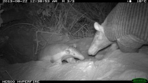 baby giant armadillo and its mother. This is first footage of a ...