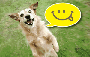 happy monday happy dog