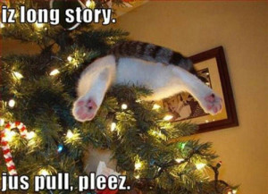 funny-animals-stuck-cat-stuck-tree.jpg