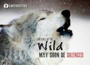 The call of the wild may soon be silenced. Save the Wolves!!!