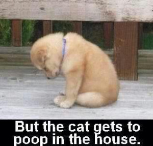 But The Cat Gets To Poop In The House…