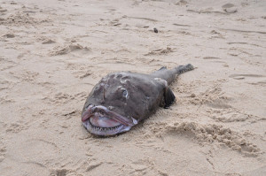 Male Angler Fish Finding Nemo