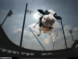 High Flying Cow - pictures