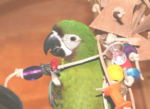 Funny Parrot Coder