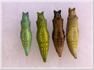 ... black swallowtail Papilio polyxenes butterfly chrysalises pupae