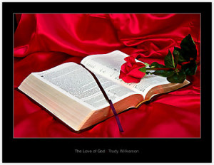 Love Bible Verses Red Rose