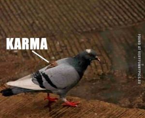 Funny Pictures - Karma - Pigeon with shit on it