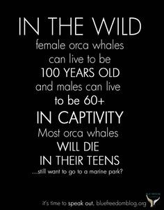 Life spans of Orcas in the wild vs in captivity. Watch #Blackfish on ...