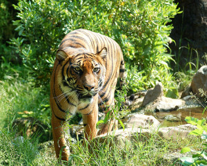 Tigers Are Endangered. The Sumatran Tiger Is One Of These Endangered ...