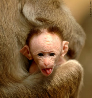Funny Monkey Latest Pictures Baby Funny Monkey Images