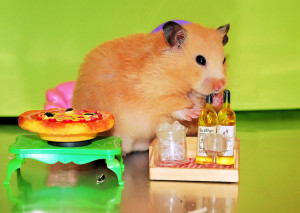 Hamster Funny