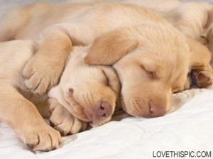 Cuddling Puppies