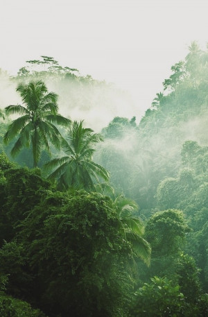 trees clouds forest tropical tropical forest