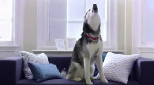 Mishka, the talking “I love you” Husky, does her first commercial