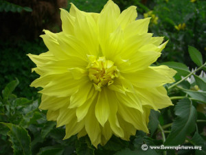 Dahlia Flower Click Here...