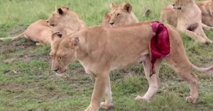 Wounded Lioness Struggles To Keep Up With Cubs. Watch Rescue Team In ...