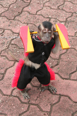 monkey quotes . funny monkey image and wallpaper . funny monkey ...