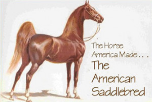 The American Saddlebred Horse