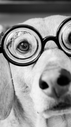 Funny Dogs Wearing Glasses