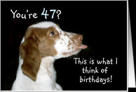 Brittany Spaniel Birthday 47 card - Product #483614