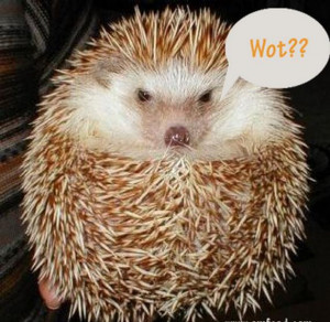Sadly, hedgehogs are becoming rare, even endangered. The problem is ...