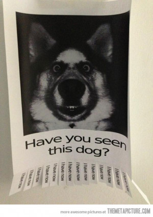 Funny photos funny dog lost poster