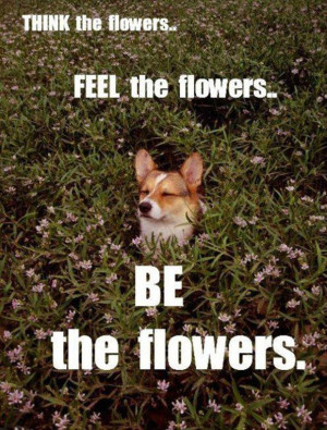 30 Funny animal captions - part 12 (30 pics), animal memes, animal ...