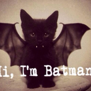 batman #batman #cute #kitten #cat #sweet #black #wings #funny #quotes ...