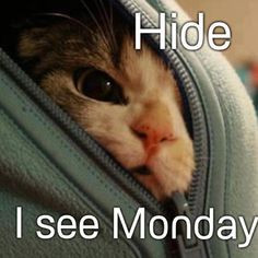 ... monday funny quotes kitten monday days of the week humor monday quotes