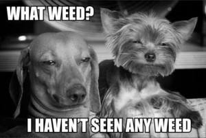 Cheech and Chong of the doggie cheeba world. Hahahaha!