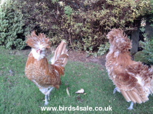 Chamois Poland Cockerels For Sale Birds For Sale With Free