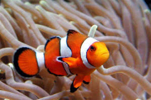 clown fish are omnivorous animals meaning that they eat both
