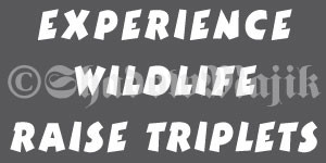 Details about Experience Wildlife Raise Triplets - Funny Vinyl Decal
