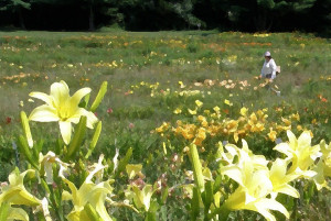 consider-the-lilies-of-the-field-jean-hall.jpg