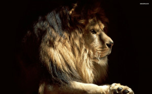 artistic lions 1920x1200 wallpaper Animals Lion HD