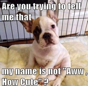 Very Cute Puppies With Quotes