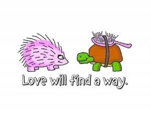 Funny photos funny hedgehog tortoise turtle love brush