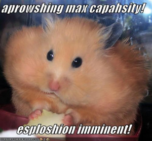 Funny hamsters pictures for widescreen