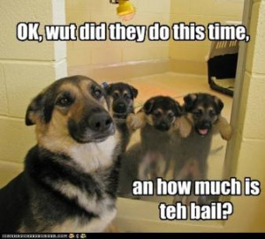 OTHER FUN AND FUNNY DOG HUMOR, maybe not GSD but worth the smile!