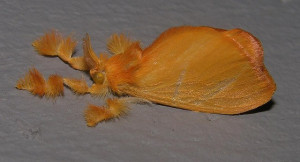 The next one looks more like a bug complete with “eew” factor! In ...