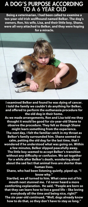 They Told This Little Boy His Dog Was Going To Be Put Down. His ...