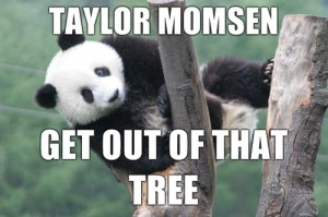 funny, haha, lol, morri, panda, quote, quotes, saying, sayings, taylor ...