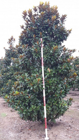 Magnolia Grandiflora Little Gem