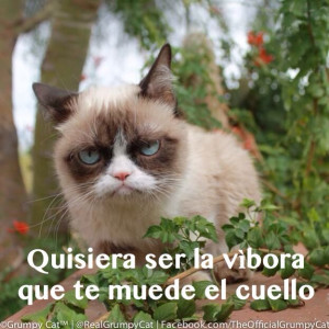 ... viper that bites your neck. #humor #cats #quotes #e-cards #grumpy cat