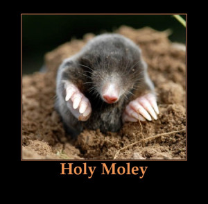 Funny Quotes, Jokes and One Liners About Moles