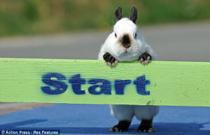 Now THAT'S a bunny hop: Rabbit dressage set to take the world by storm