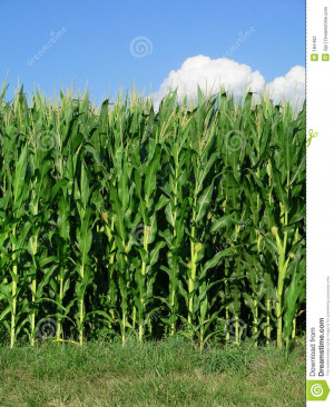 Black And White Field Stock