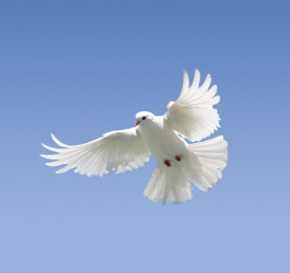 peace dove in flight